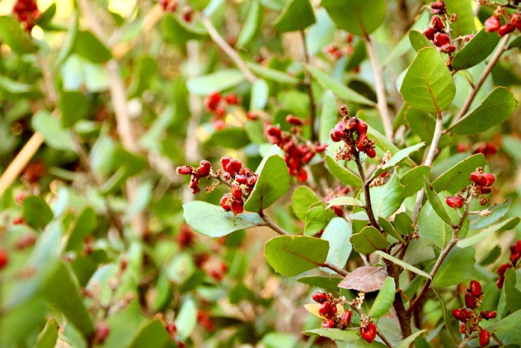 Lemonade Berry Hidden San Diego