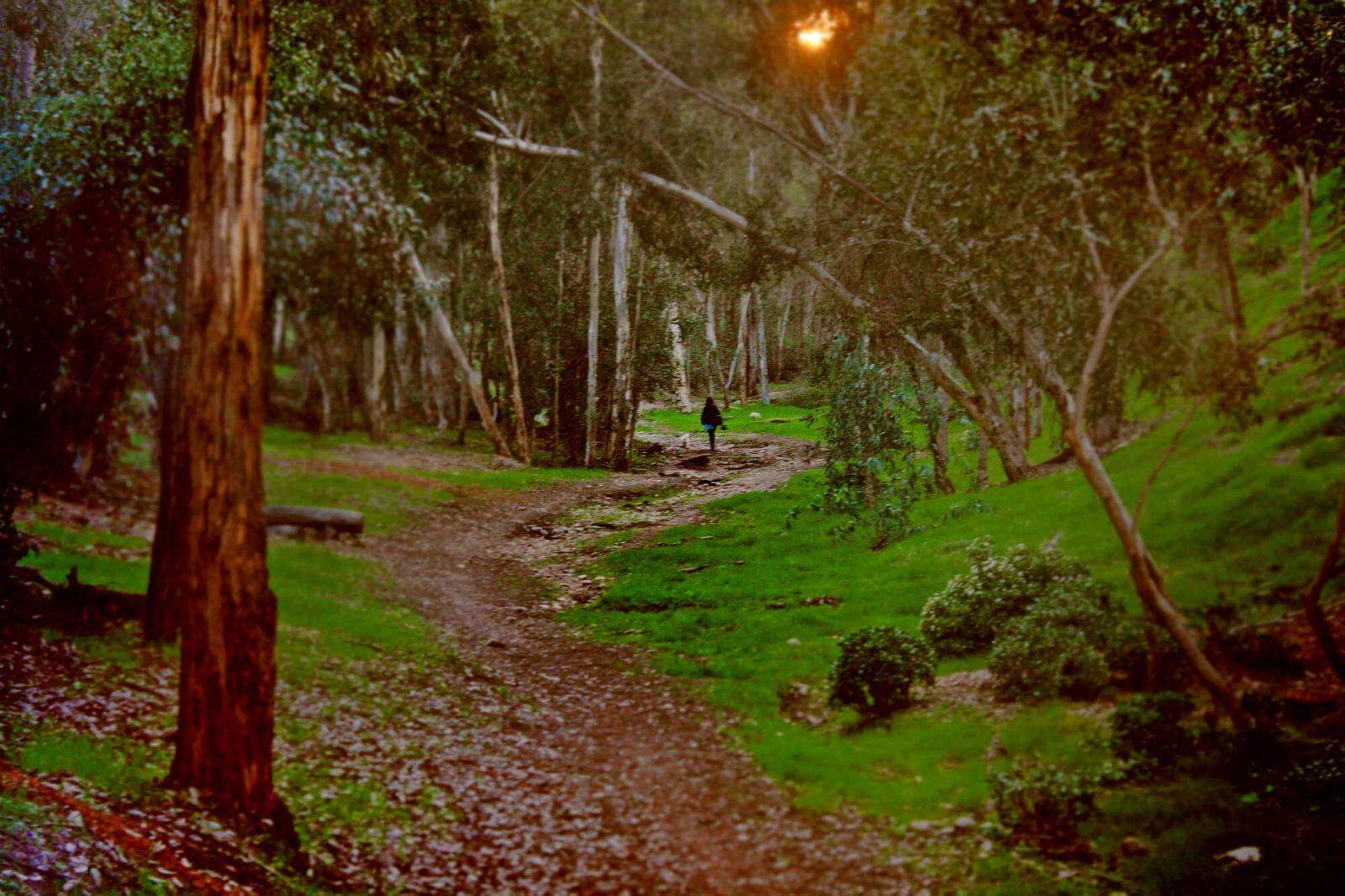 Hike in the woods at Hoyt Park. This is one of Scripps Ranch's many forested trails, shading you with eucalyptus trees.