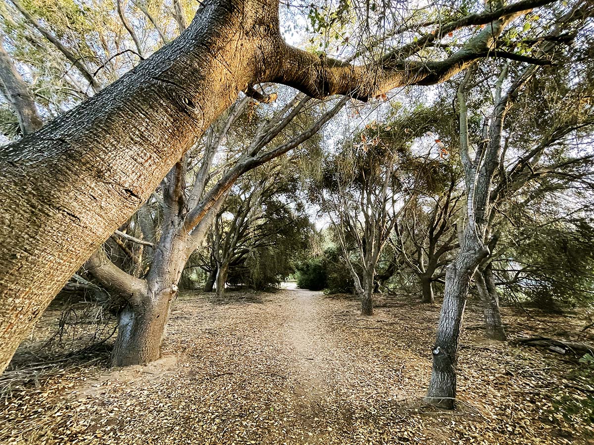 Top Shaded San Diego Hikes