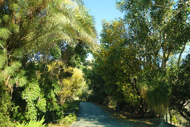 Metta Forest Monastery | Hidden San Diego