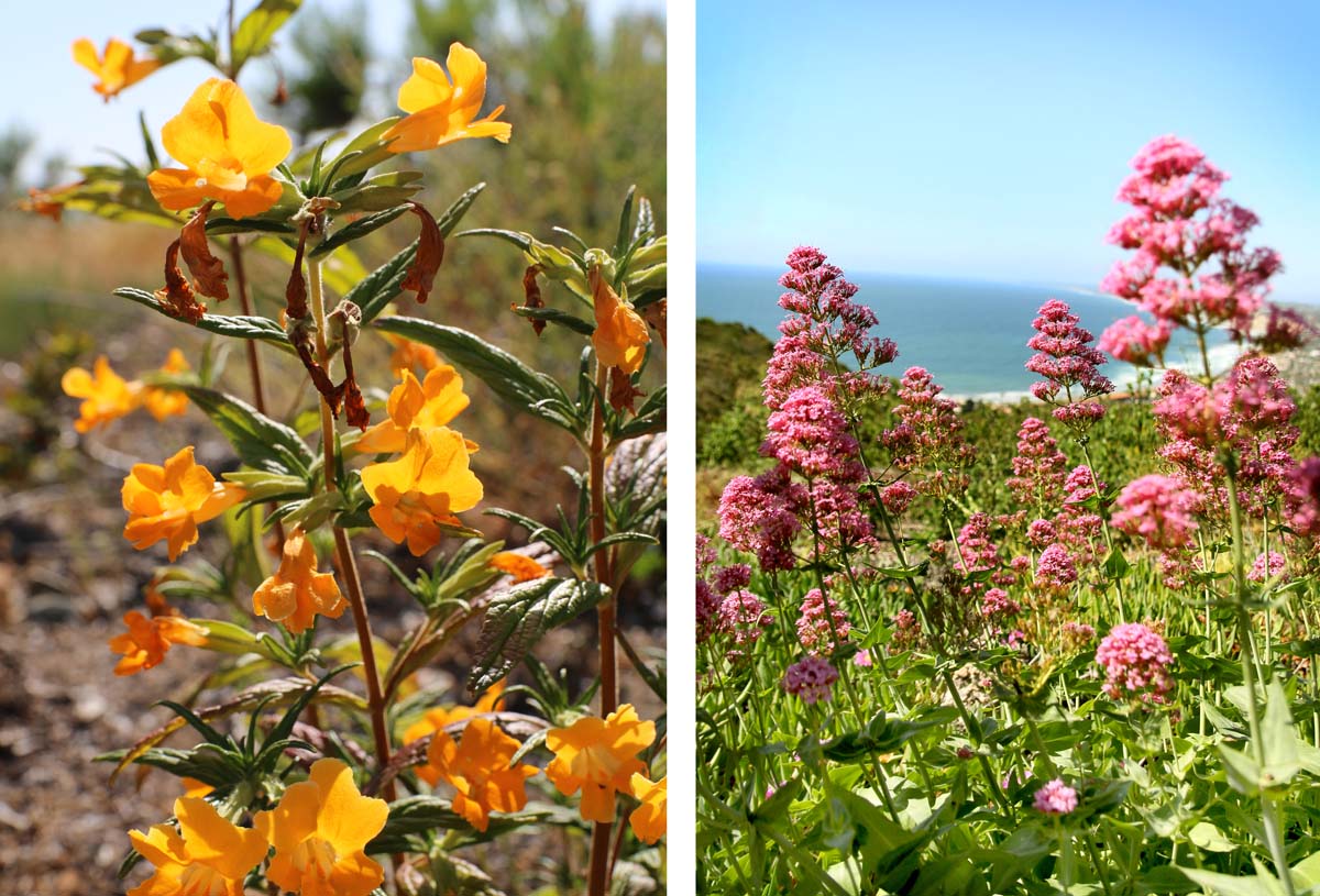 La Jolla Natural Park is no doubt a hidden gem. With scenic views that can be seen all the way to Mexico, this short hike is packed with diversity!