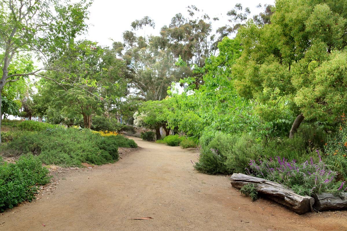 Balboa Park has one hidden area that may be healthier than the rest: Trees For Health. Educate yourself on medicinal trees while taking a nature stroll.