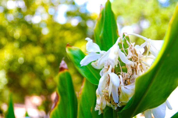 Metta Forest Monastery | Hidden San Diego