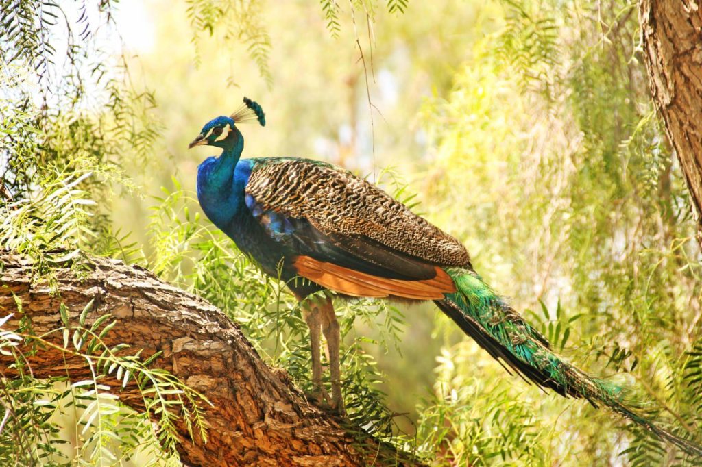 Visit Leo Carrillo Ranch in Carlasbad. This is the Cisco Kid's family home and with dozens of free-range peacocks!