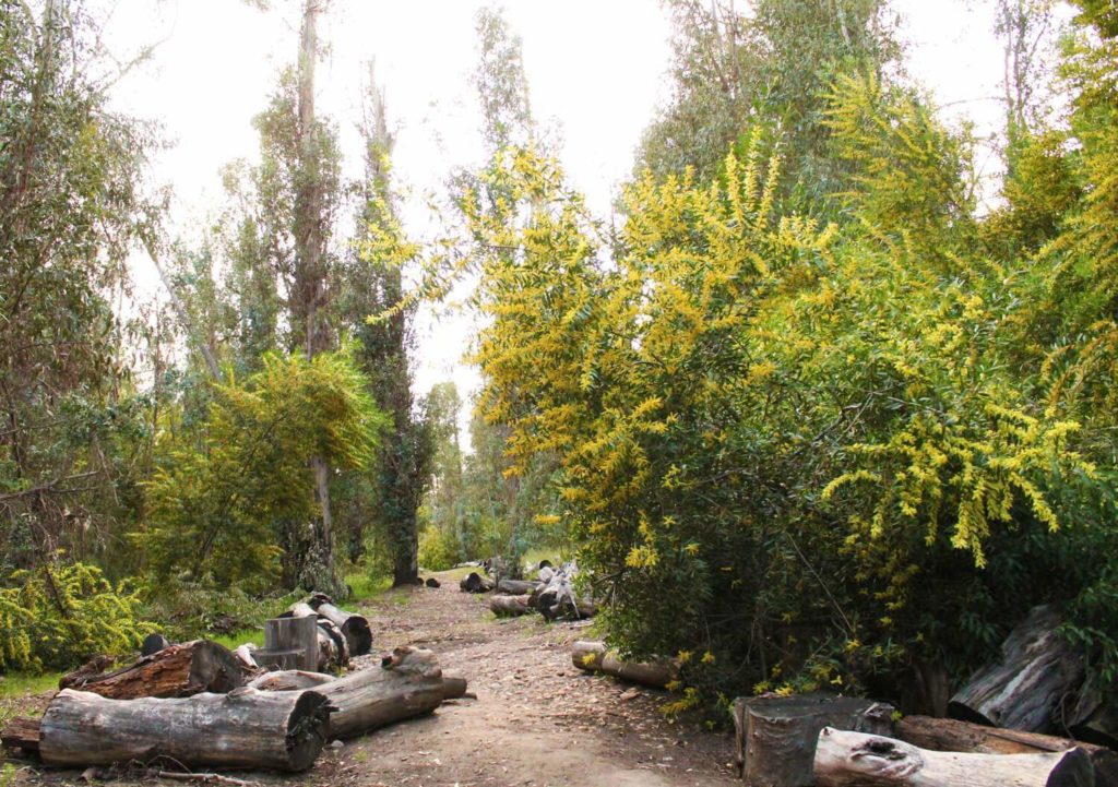 The Giant Grove Trail is an enjoyable 1-mile loop loop in Scripps Ranch shaded by eucalyptus trees