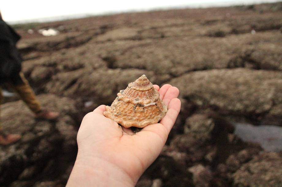 La Jolla's coast is a whole new world when the tide goes down!