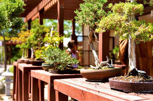 The Japanese Friendship Garrden in Balboa Park has a Zen garden for meditation, an exhibit house, koi pond, bonsai exhibit, ceremonial gate, and a Fujidana
