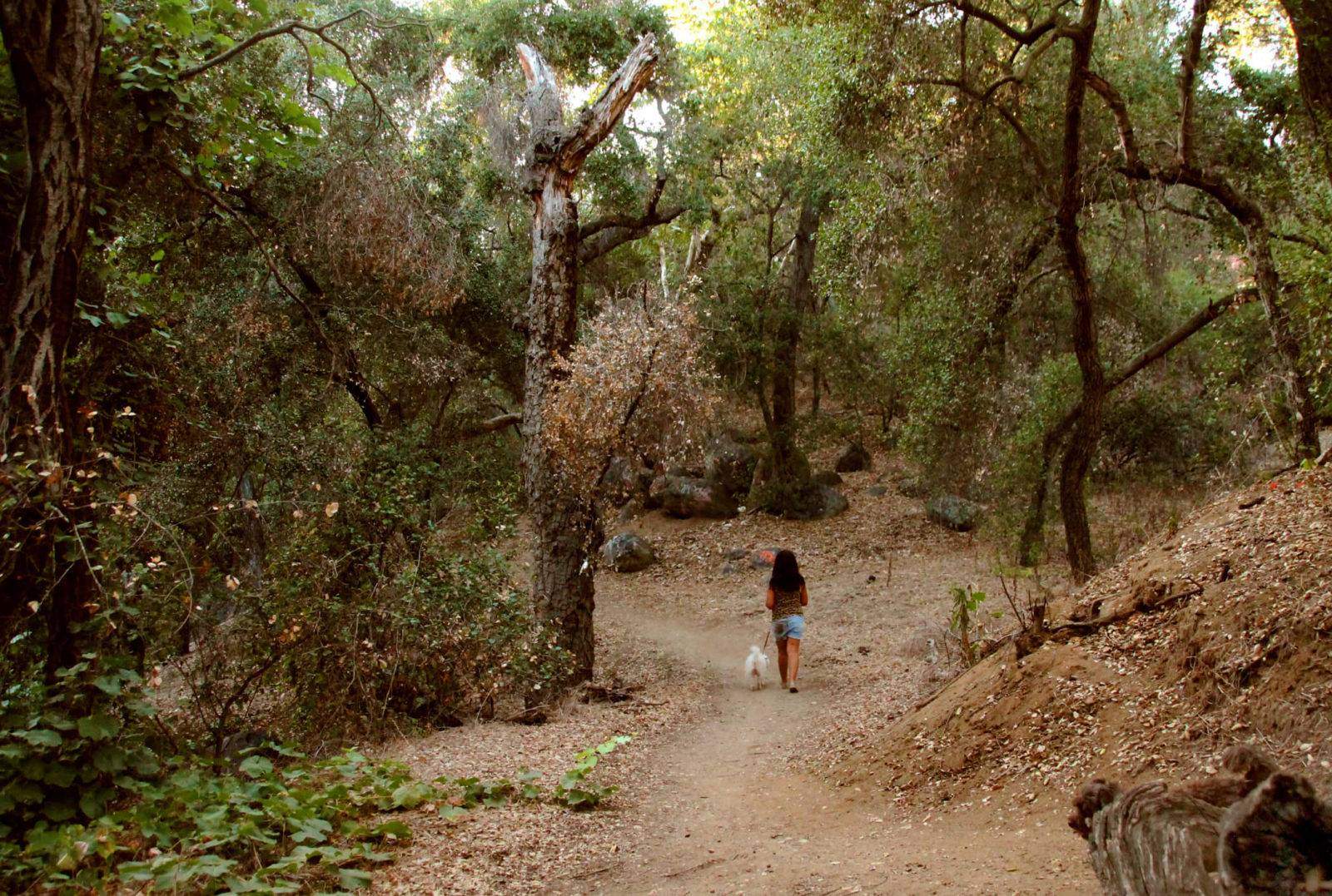Hike one of Escondido's beautiful and historical forested trails in Kit Carson Park