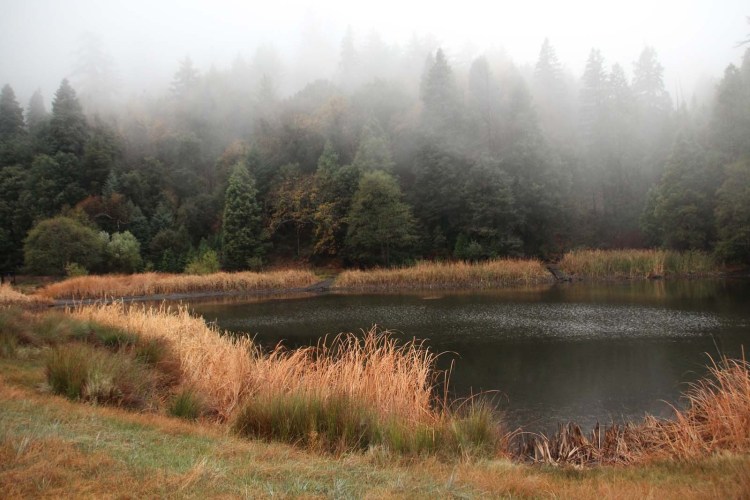 The easiest hike in Palomar Mountain will take you to the beautiful Doane Pond, situatied in Doane Valley. Picnic with friends, fish and relax the day away!