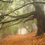 Hike Doane Valley, one of Palomar Mountain's most stunning areas, filled with thick trees, fog and wildlife