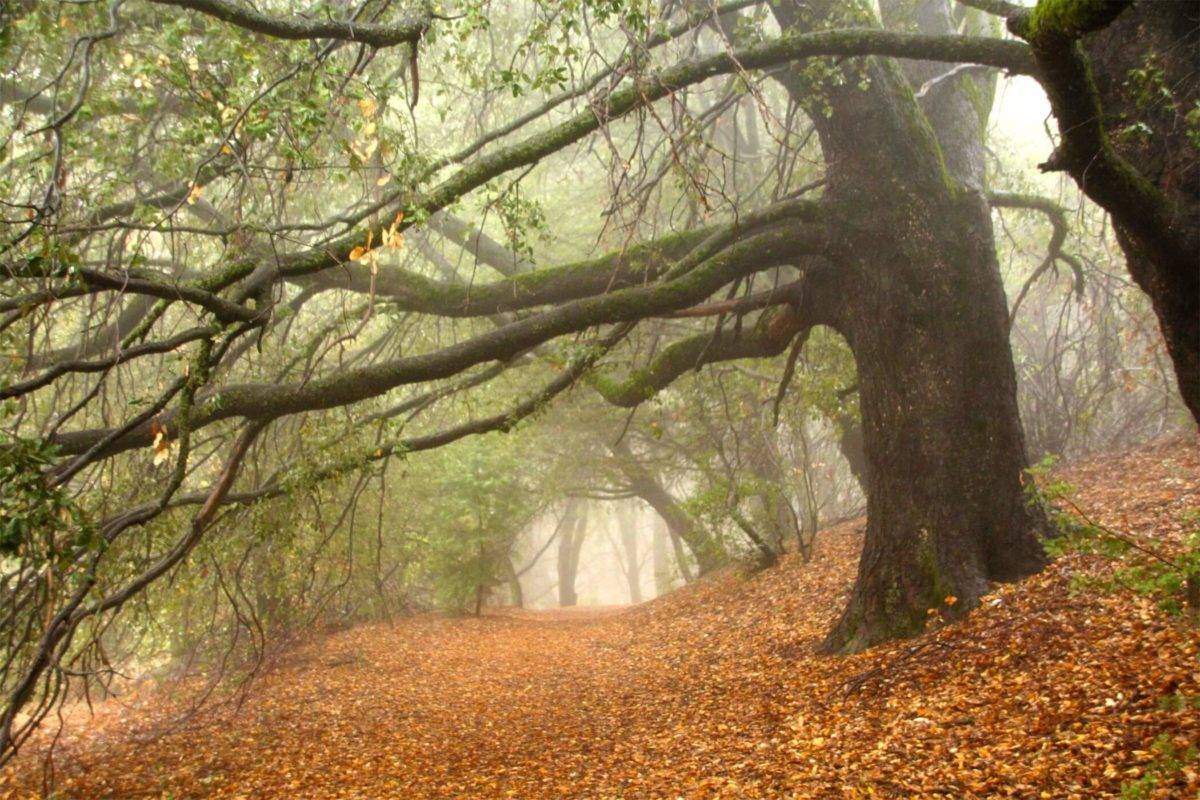 Hike Doane Valley, one of Palomar Mountain's most stunning areas, filled with thick trees, fog and wildlife