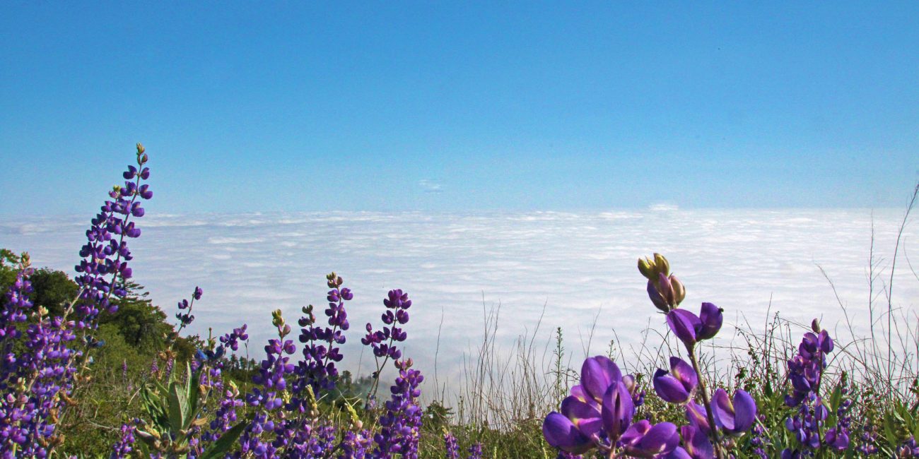 hidden gems of palomar mountain