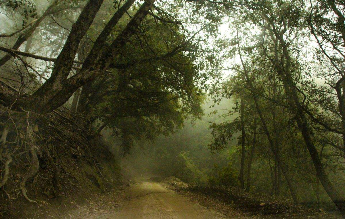 Take the alternative drive to Palomar Mountain on the historical and beautiful Nate Harrison Grade. Learn all about the man that inspired the name.