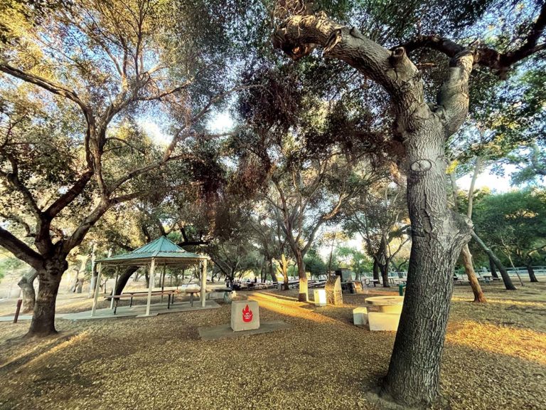 Live Oak County Park Hidden San Diego