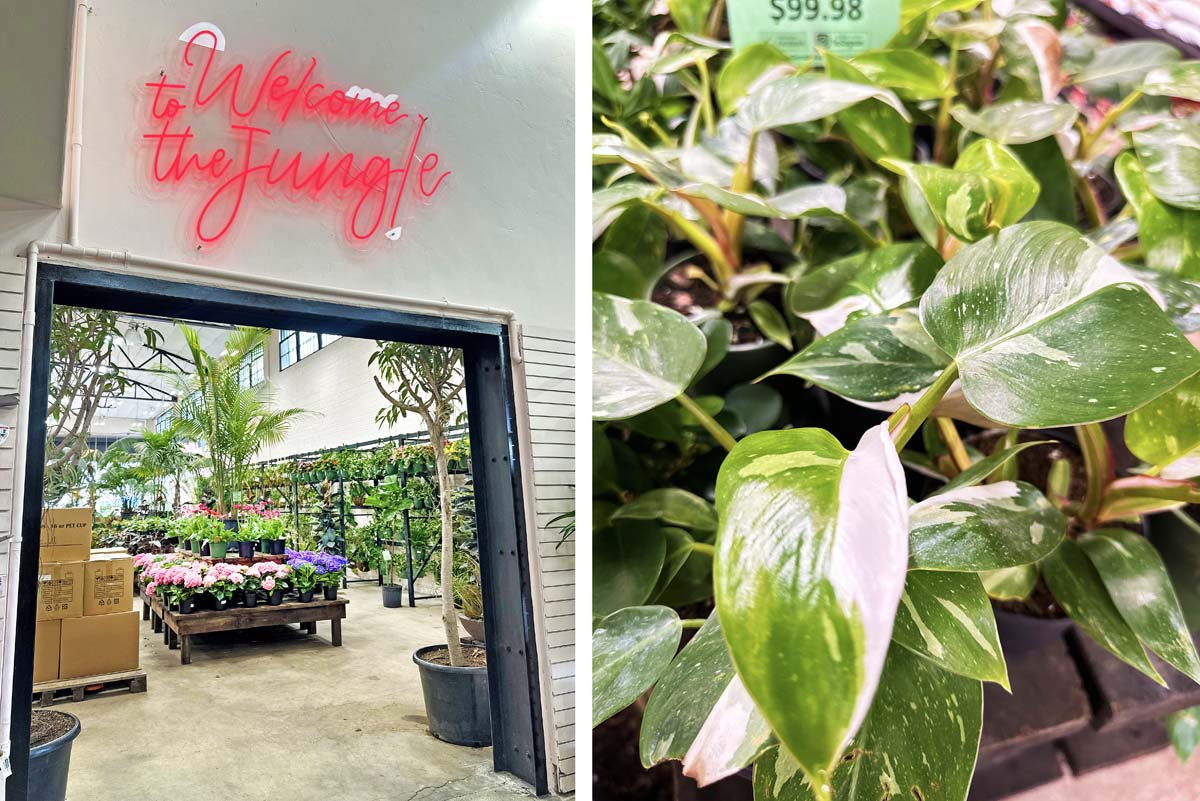 Terra Bella Nursery Hidden San Diego