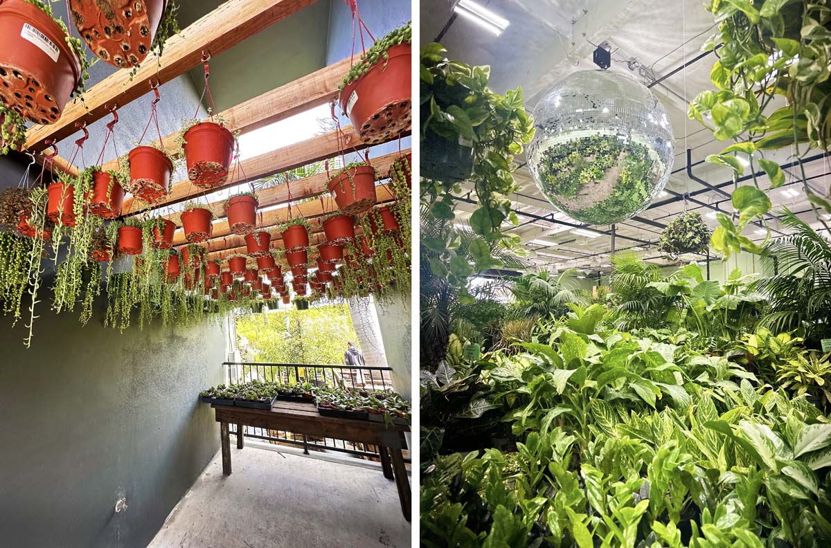 Terra Bella Nursery Hidden San Diego