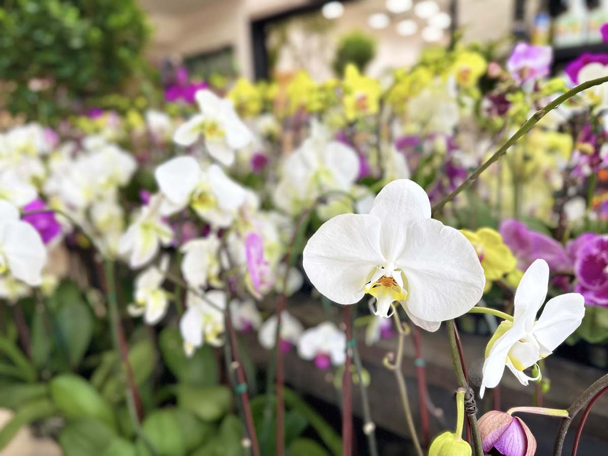 Terra Bella Nursery Hidden San Diego