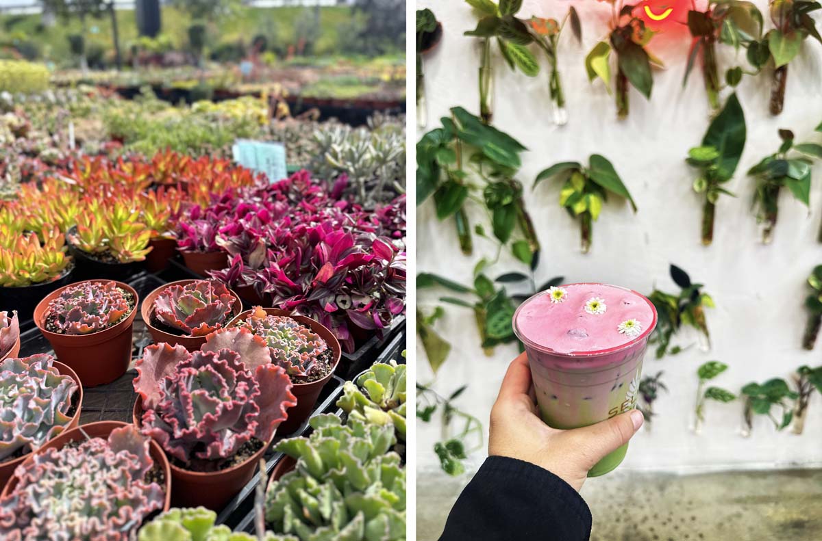 Terra Bella Nursery Hidden San Diego