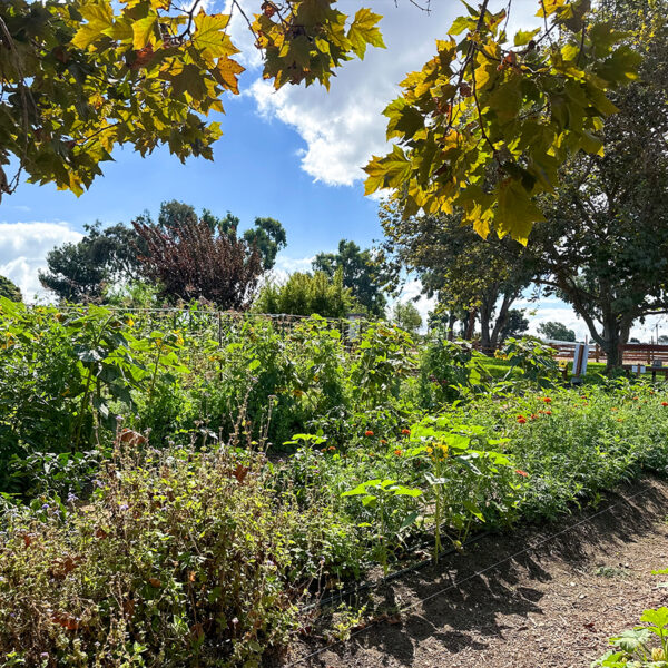 Coastal Roots Farm