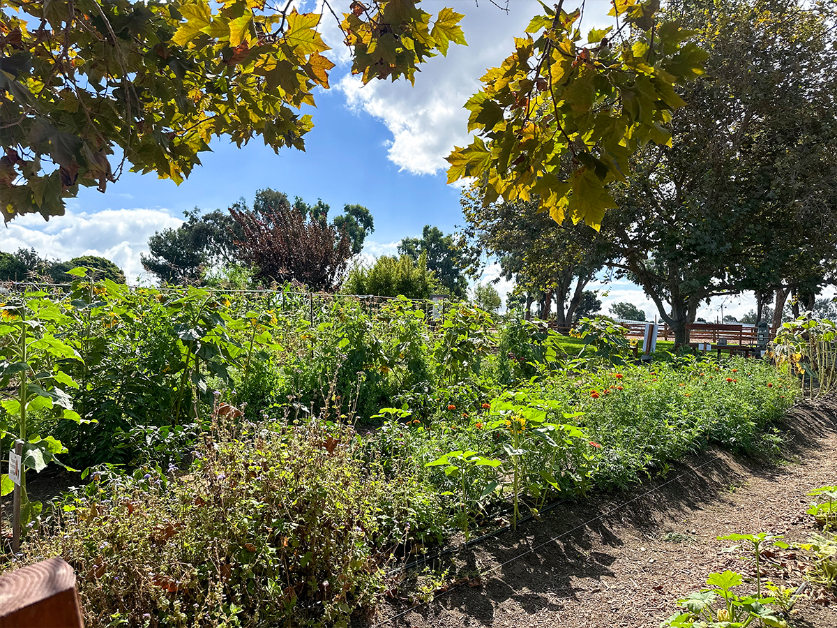 Coastal Roots Farm | Hidden San Diego