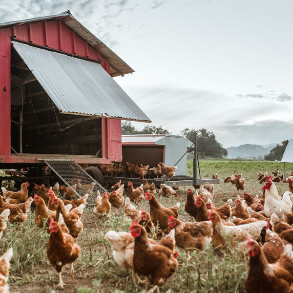 Happy Hens Farm