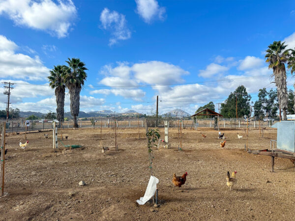 Happy Hens Farm | Hidden San Diego