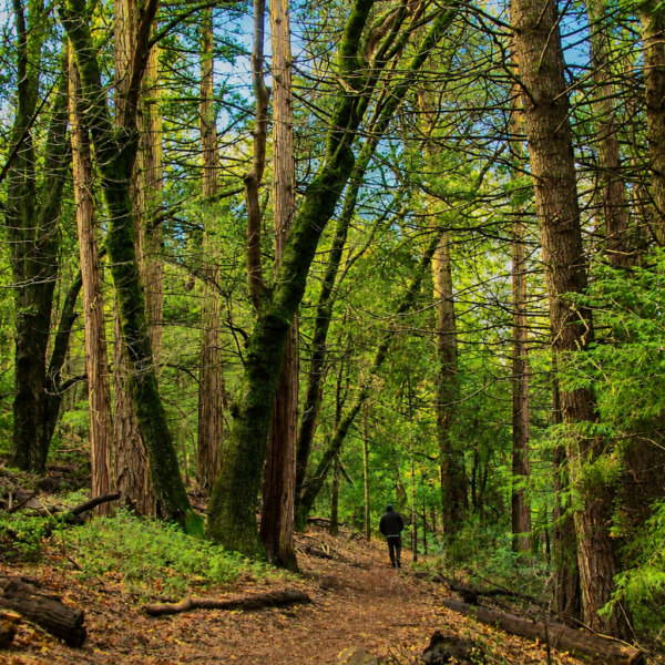 24 Beautiful Mountain Hikes in San Diego